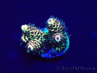 WYSIWYG Acropora Australia acclimatata a led