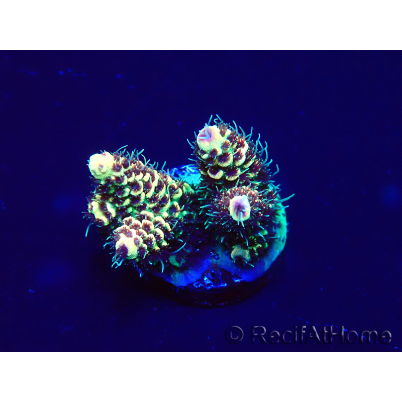 WYSIWYG Acropora Australia acclimatata a led