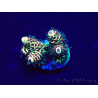 WYSIWYG Acropora Australien akklimatisiert LED
