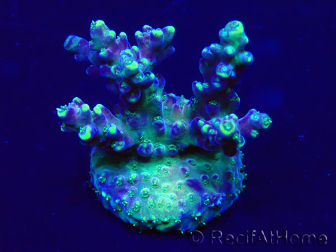 WYSIWYG Acropora Mariculture acclimated LED