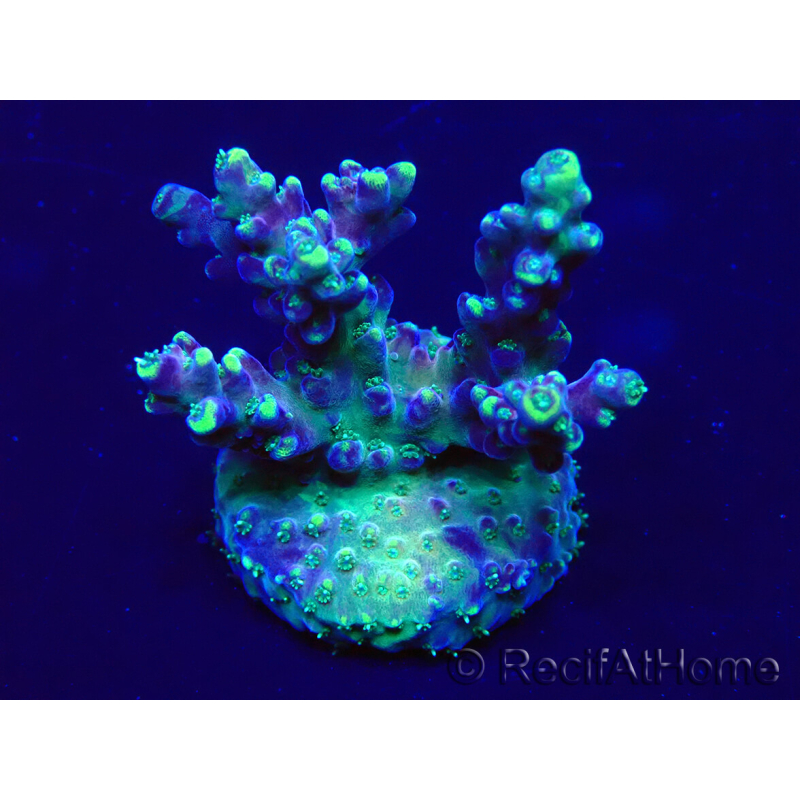 WYSIWYG Acropora Maricultura aclimatada LED