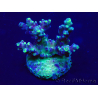 WYSIWYG Acropora Maricoltura acclimatata a LED
