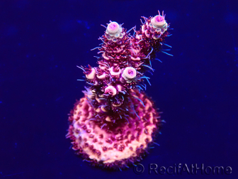 WYSIWYG Acropora Mariculture Acclimaté led