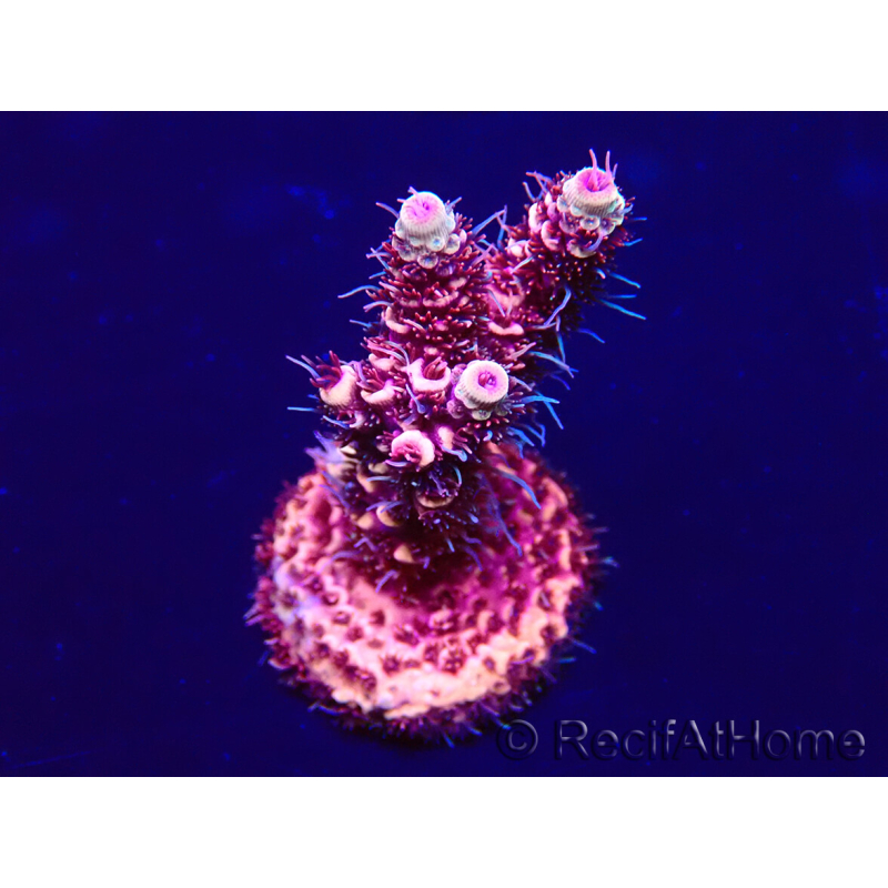 WYSIWYG Acropora millepora 15O10 Mariculture Acclimaté led