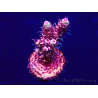 WYSIWYG Acropora millepora 15O10 Mariculture Acclimaté led