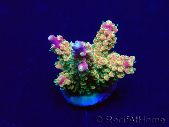 WYSIWYG Acropora Maricultuur geacclimatiseerd LED