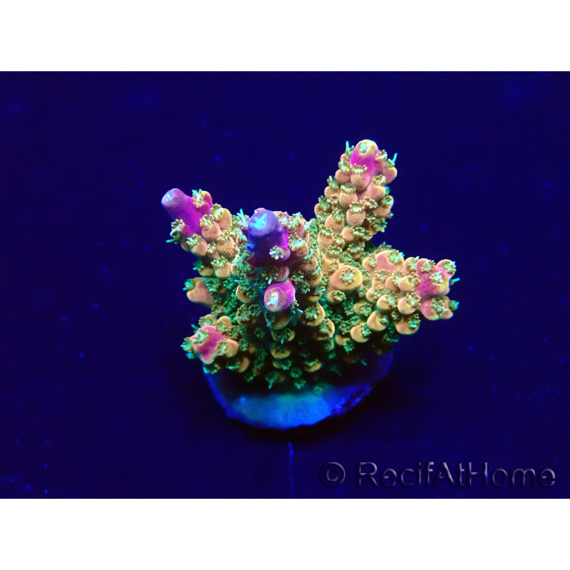 WYSIWYG Acropora Mariculture acclimated LED