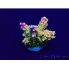 WYSIWYG Acropora Maricultura aclimatada LED