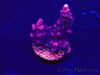 WYSIWYG Acropora Maricultuur geacclimatiseerd LED