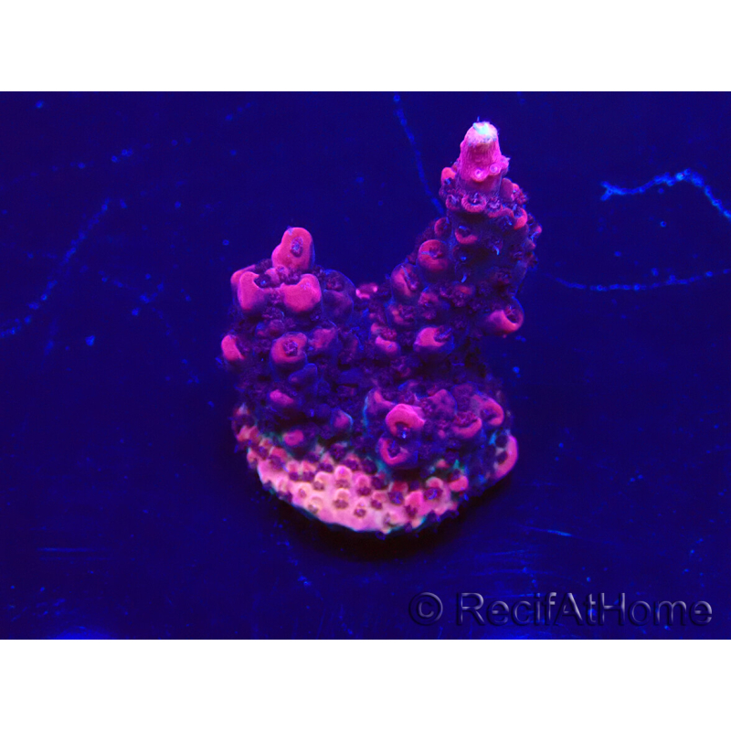 WYSIWYG Acropora Maricultura aclimatada LED