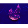 WYSIWYG Acropora 15R4 Mariculture acclimaté led