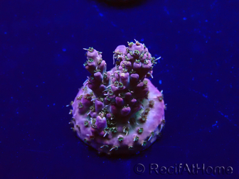 WYSIWYG Acropora Marikultur akklimatisiert LED