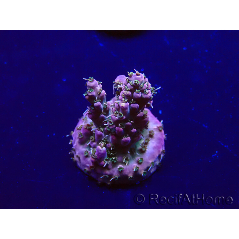 WYSIWYG Acropora Marikultur akklimatisiert LED