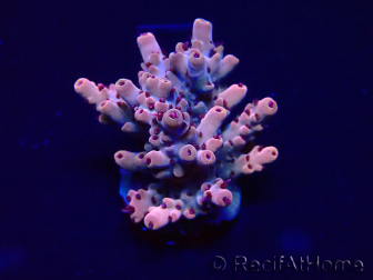WYSIWYG Acropora Marikultur akklimatisiert LED