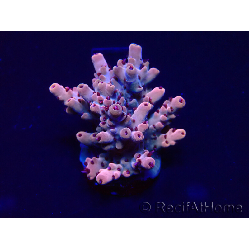 WYSIWYG Acropora 15R9 Mariculture acclimaté led