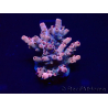 WYSIWYG Acropora 15R9 Mariculture acclimaté led
