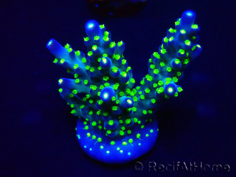 WYSIWYG Acropora Marikultur akklimatisiert LED
