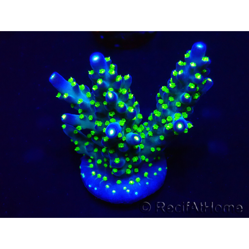 WYSIWYG Acropora 15R12 Mariculture acclimaté led