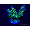 WYSIWYG Acropora 15R12 Mariculture acclimaté led