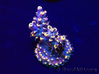 WYSIWYG Acropora Maricultuur geacclimatiseerd LED
