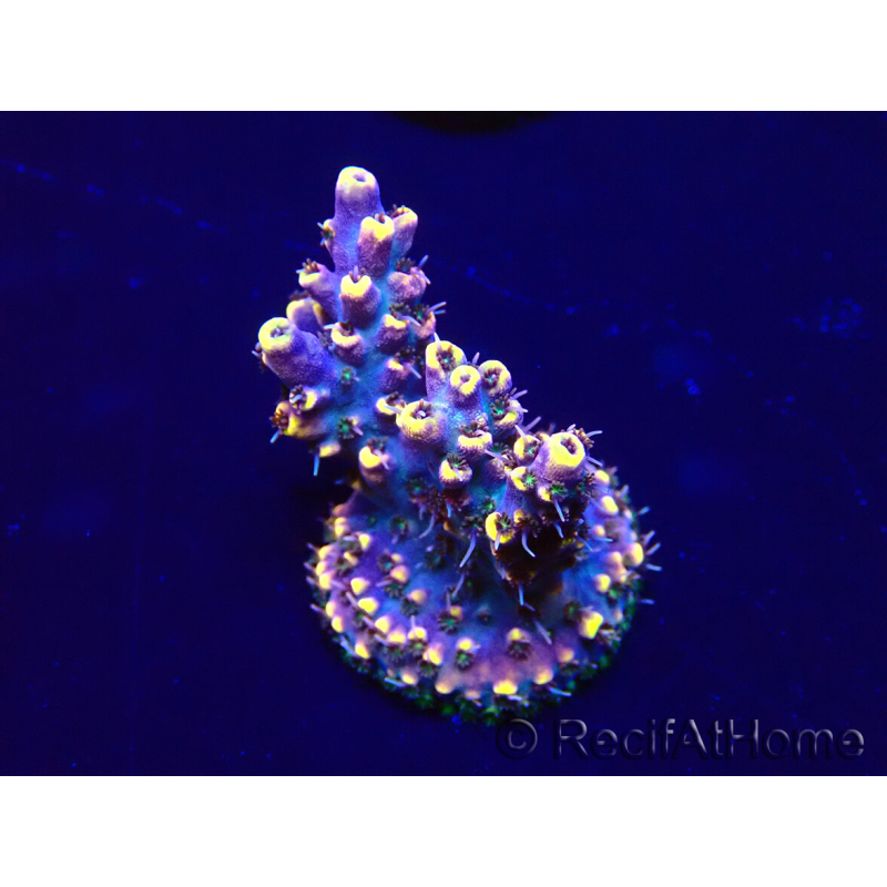WYSIWYG Acropora 15S5 Mariculture acclimaté led