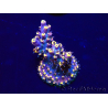 WYSIWYG Acropora 15S5 Mariculture acclimaté led
