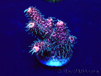 WYSIWYG Acropora Marikultur akklimatisiert LED