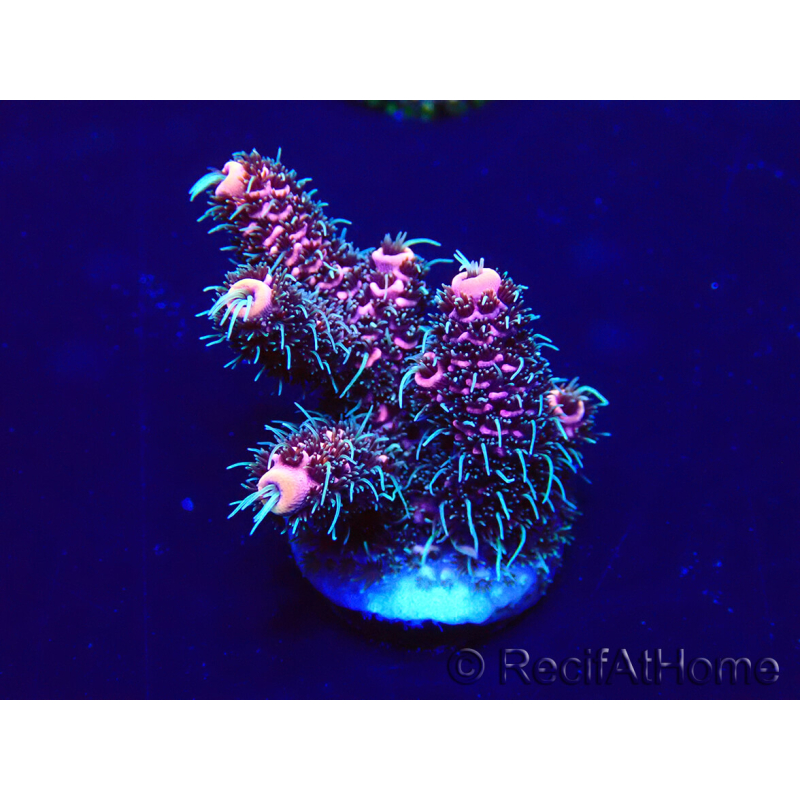 WYSIWYG Acropora Mariculture acclimated LED