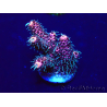 WYSIWYG Acropora Mariculture acclimated LED