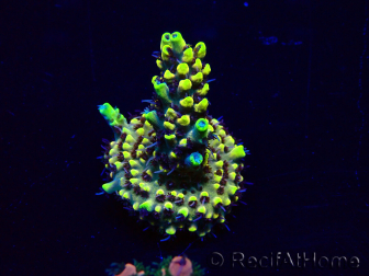 WYSIWYG Acropora Maricultura aclimatada LED