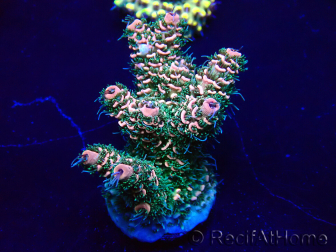 WYSIWYG Acropora 15S12 Mariculture acclimaté led