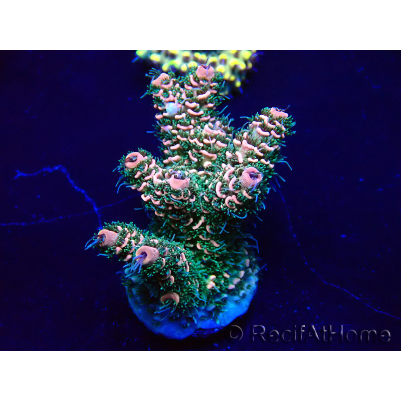 WYSIWYG Acropora Marikultur akklimatisiert LED