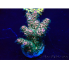 WYSIWYG Acropora Marikultur akklimatisiert LED