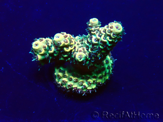 WYSIWYG Acropora Maricultuur geacclimatiseerd LED