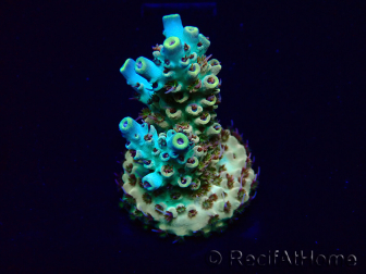 WYSIWYG Acropora Maricultura aclimatada LED