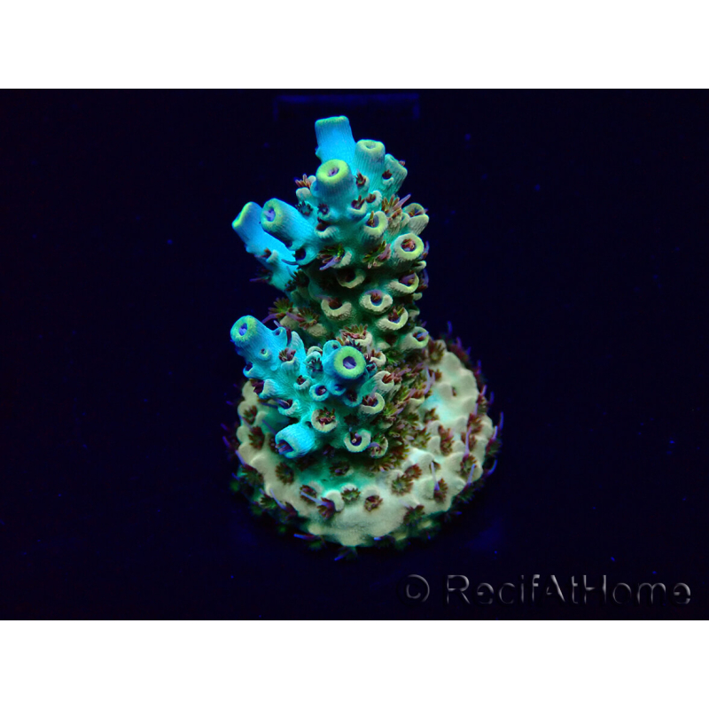 WYSIWYG Acropora Mariculture acclimated LED