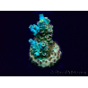 WYSIWYG Acropora 15T6 Mariculture acclimaté led
