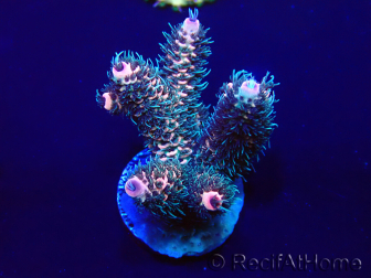 WYSIWYG Acropora Maricultura aclimatada LED