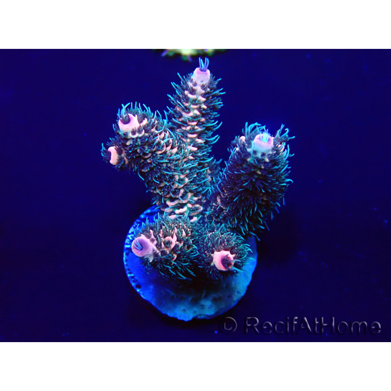 WYSIWYG Acropora Mariculture acclimated LED