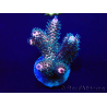 WYSIWYG Acropora Maricoltura acclimatata a LED