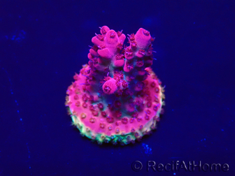 WYSIWYG Acropora Maricultuur geacclimatiseerd LED