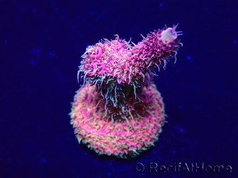 WYSIWYG Acropora Maricultura aclimatada LED