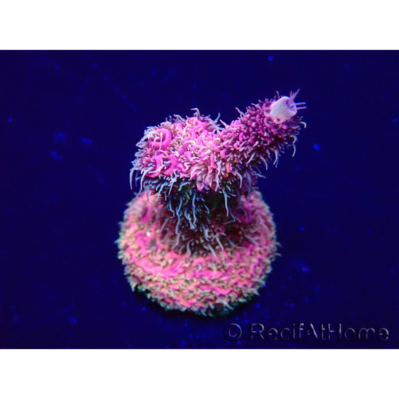 WYSIWYG Acropora Maricultuur geacclimatiseerd LED
