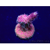 WYSIWYG Acropora Maricoltura acclimatata a LED