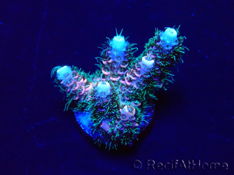 WYSIWYG Acropora 15W3 Mariculture acclimaté led