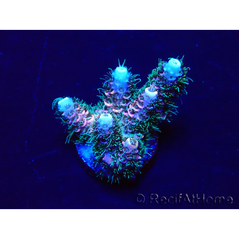 WYSIWYG Acropora 15W3 Mariculture acclimaté led
