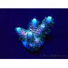 WYSIWYG Acropora 15W3 Mariculture acclimaté led