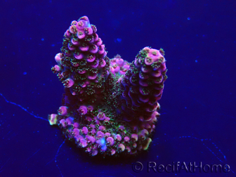 WYSIWYG Acropora Mariculture acclimated LED