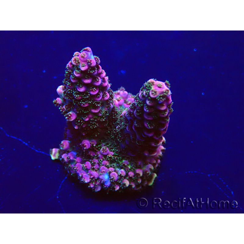 WYSIWYG Acropora 15W6 Mariculture acclimaté led