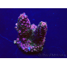 WYSIWYG Acropora Marikultur akklimatisiert LED